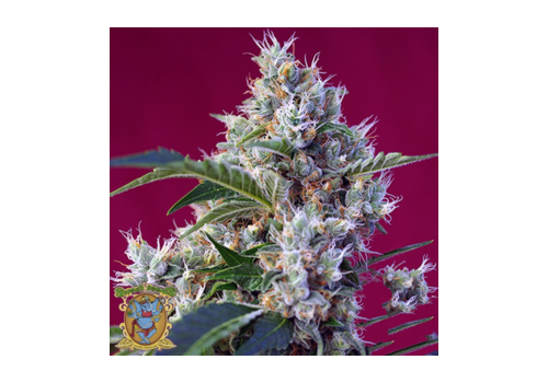 Sweet Seeds Indigo Berry Kush