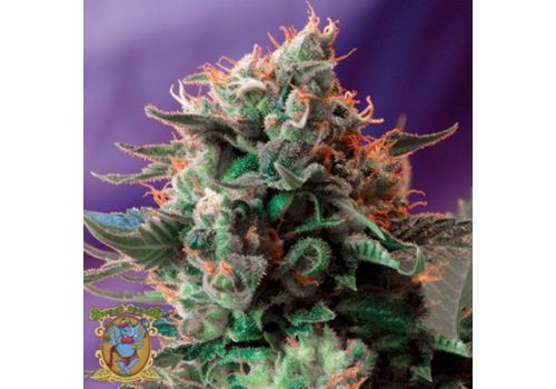 Sweet Seeds Jack 47