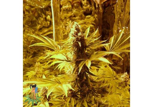 Sativa Seeds Jock Horror Autoflowering