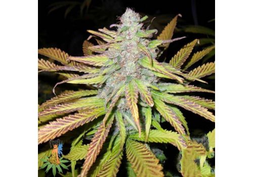 Sativa Seeds Jock Horror
