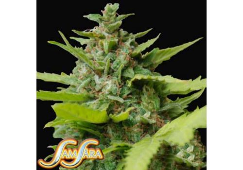 Samsara Seeds Kiss Dragon