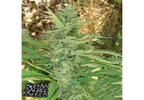 Soma Seeds Kushadelic