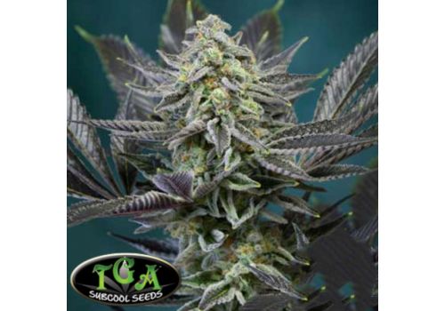 TGA Subcool Seeds Locomotion