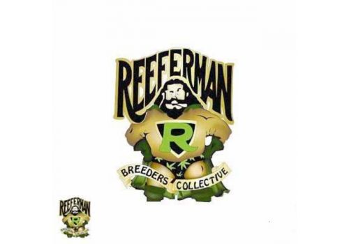 Reeferman Seeds Love Potion #1