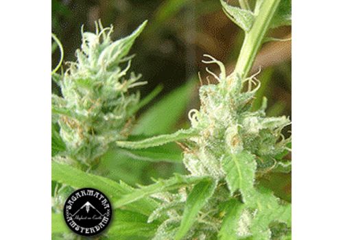 Sagarmatha Seeds Lowboldt Automatic