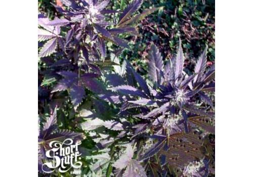 Short Stuff Seeds Mi5