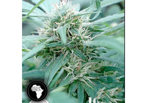 Seeds Of Africa Mozambica