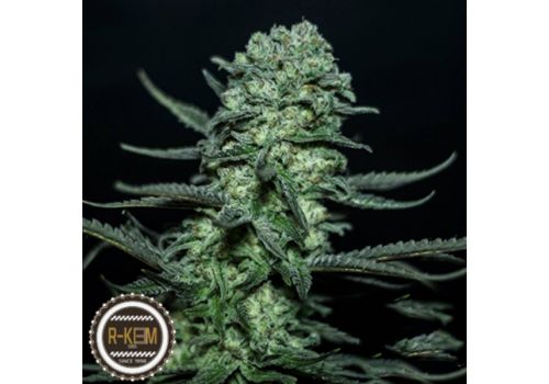 R-Kiem Seeds Muse