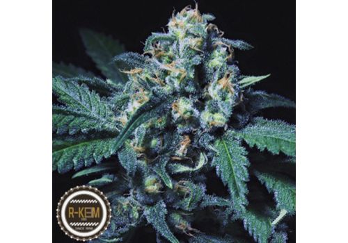 R-Kiem Seeds Negra 44