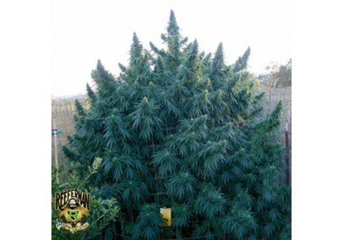 Reeferman Seeds Nigerian Nightmare
