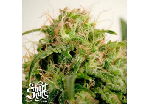 Short Stuff Seeds Onyx