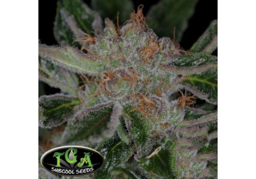 TGA Subcool Seeds Plush Berry