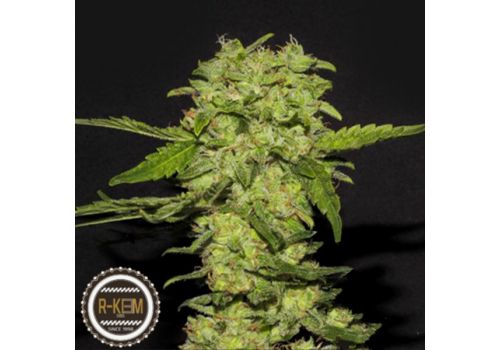 R-Kiem Seeds Portela