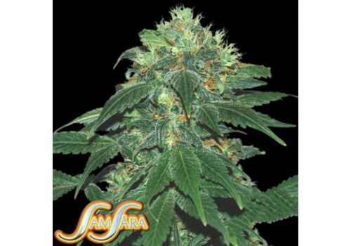 Samsara Seeds Punky Lion