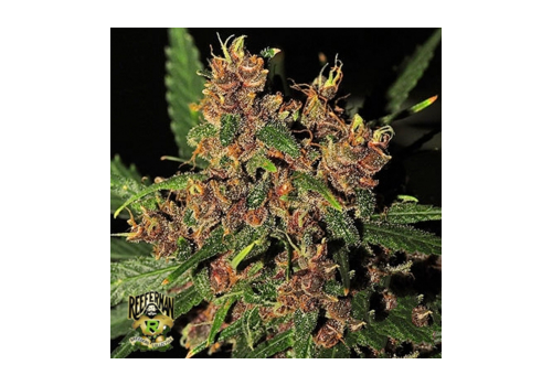 Reeferman Seeds Purple Congo Kush