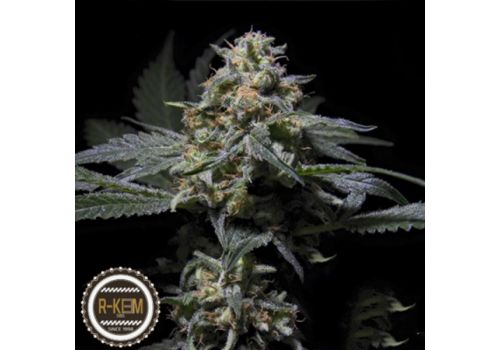 R-Kiem Seeds R-Kiem