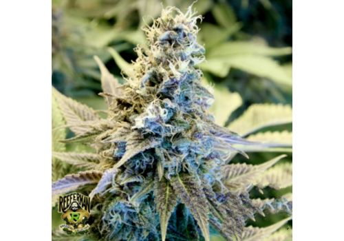 Reeferman Seeds Golden Temple Kush