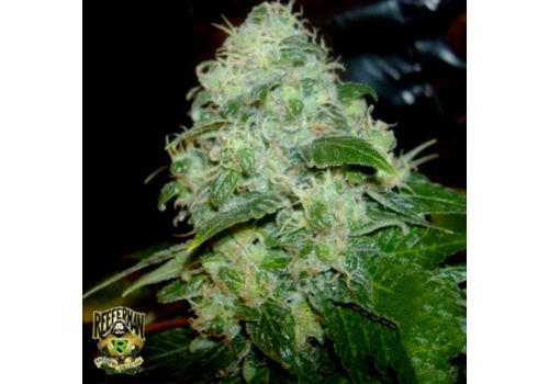 Reeferman Seeds Petrolia Headstash