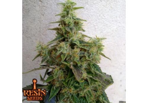 Resin Seeds Dieseltonic