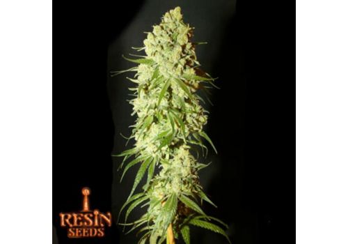 Resin Seeds Cannatonic