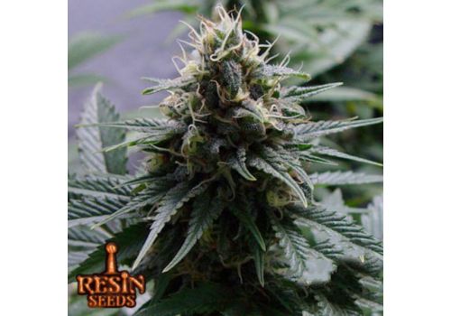 Resin Seeds Yummy