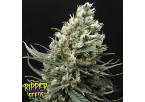 Ripper Seeds Ripper Haze