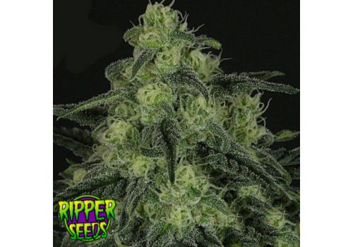 Ripper Seeds Black Valley