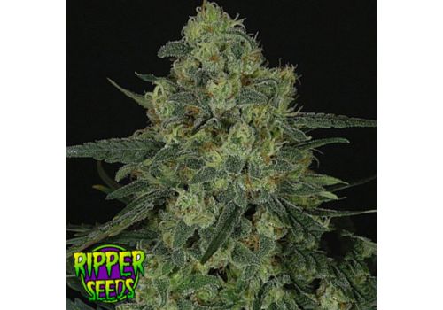Ripper Seeds Criminal +