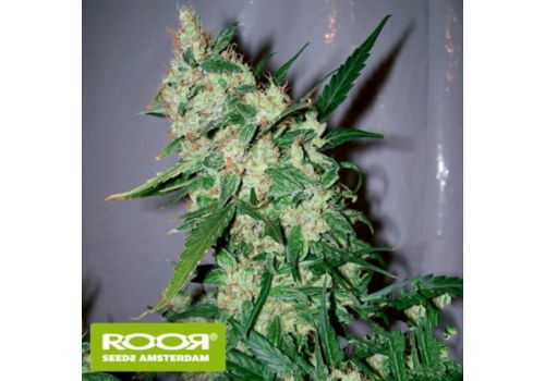 RooR Seeds i1 ROOR ASH