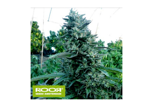 RooR Seeds i2 ROOR Bubba OG