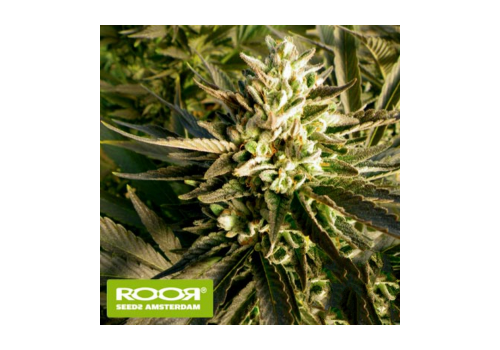 RooR Seeds i3 ROOR Citrus Smoothie