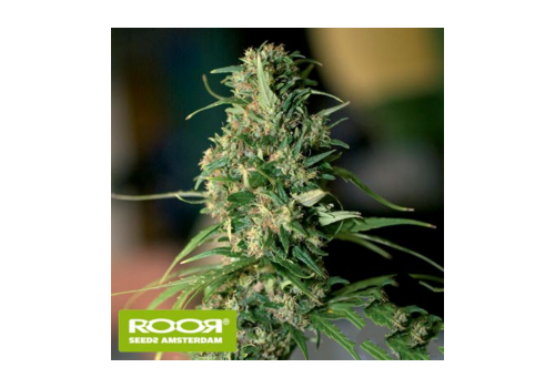 RooR Seeds s1 RooR Nev OS