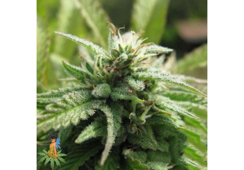 Sativa Seeds Royal Flush