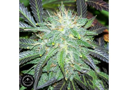 Sagarmatha Seeds Black Buddha