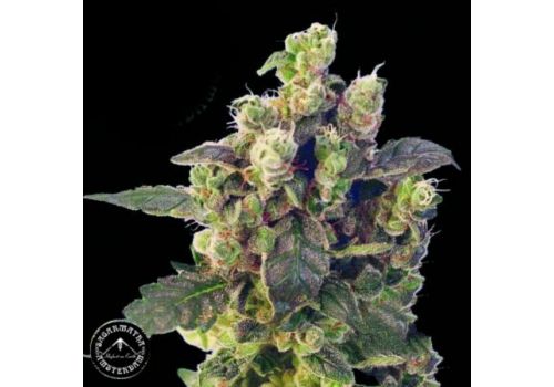 Sagarmatha Seeds Blue Thunder