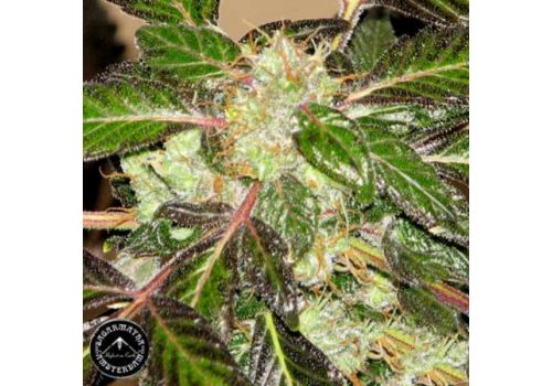 Sagarmatha Seeds Indica XXL