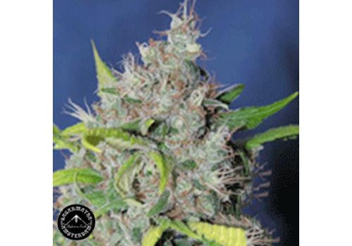 Sagarmatha Seeds Bubbleberry