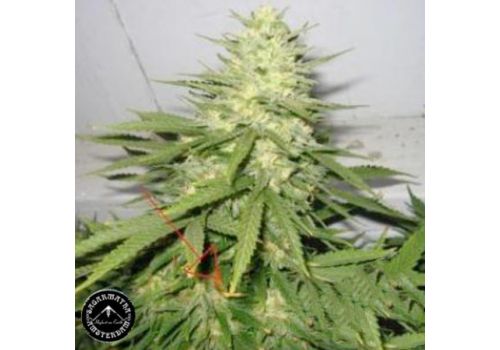 Sagarmatha Seeds Chunky Skunk