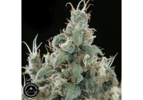 Sagarmatha Seeds Diamond Head