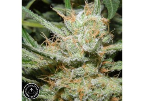 Sagarmatha Seeds Double Diesel Ryder