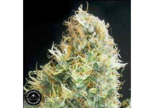 Sagarmatha Seeds Kwik Kali
