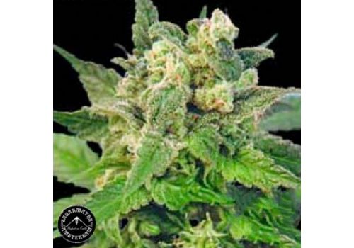 Sagarmatha Seeds Matanuska Mist