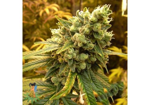 Sativa Seeds Sativa's Sour Diesel