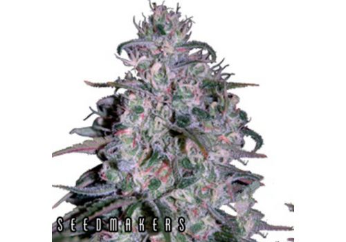 Seedmakers Seeds Alakazam