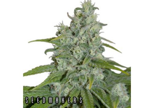 Seedmakers Seeds Automax Autoflowering