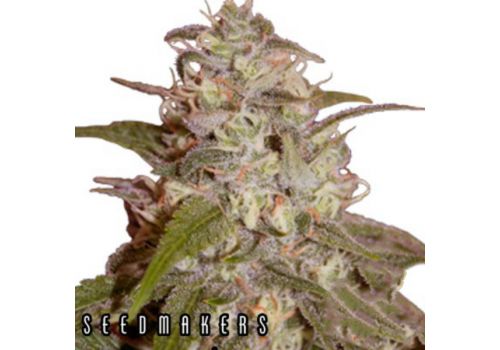 Seedmakers Seeds Orange Light