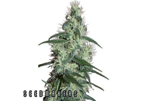 Seedmakers Seeds Blizzard