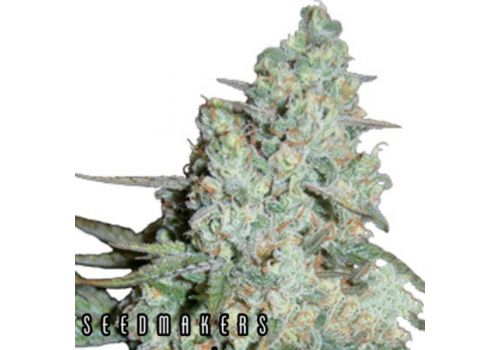 Seedmakers Seeds Wonder Skunk