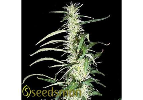 Seedsman Seeds Haze Mix