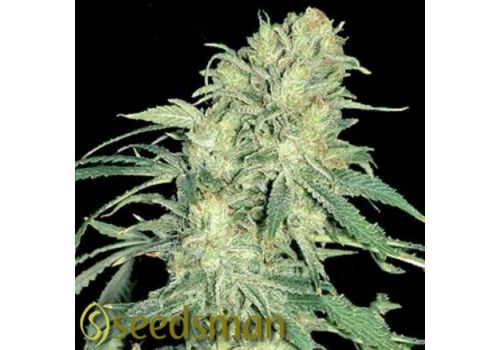 Seedsman Seeds Pot Of Gold